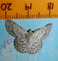 Epipristis oxyodonta