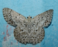 Epipristis oxyodonta