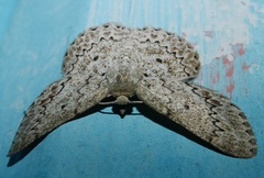 Epipristis oxyodonta