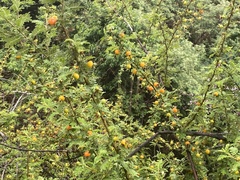 Angiospermae