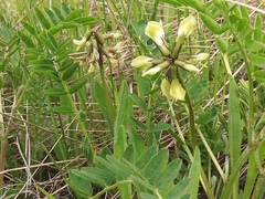 Astragalus schelichowii