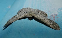 Epipristis oxyodonta