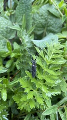 Agapanthia villosoviridescens