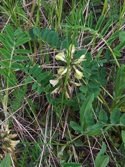 Astragalus schelichowii