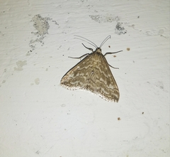 Evergestis frumentalis