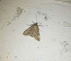 Evergestis frumentalis