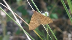 Mecyna mustelinalis