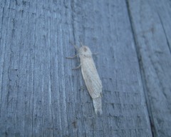 Phragmataecia castaneae