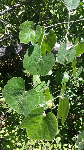Vitis californica