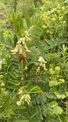 Vicia balansae