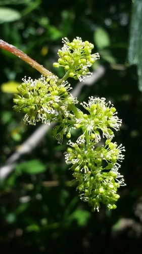 Vitis californica