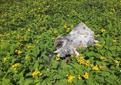 Tanacetum bipinnatum