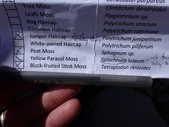 Tetraplodon mnioides