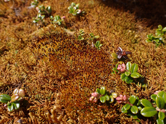 Tetraplodon mnioides