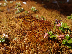 Tetraplodon mnioides