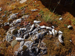 Tetraplodon mnioides