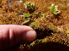 Tetraplodon mnioides