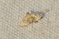 Pseudopyrausta marginalis