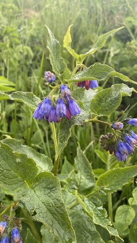 Rough Comfrey