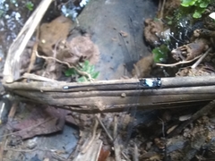 Hypolestes hatuey