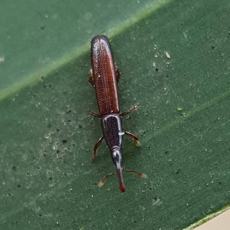 Proecini