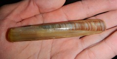 Ensis minor