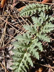 Pedicularis semibarbata