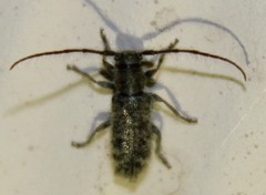 Eupogonius pauper