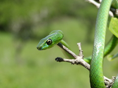 Philothamnus natalensis