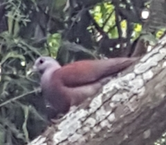 Nesoenas picturatus