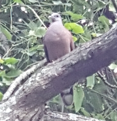 Nesoenas picturatus