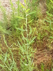 Chondrilla latifolia