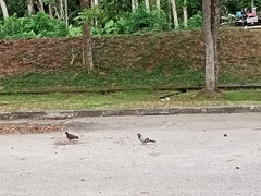 Columba livia domestica