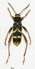 Clytus arietis