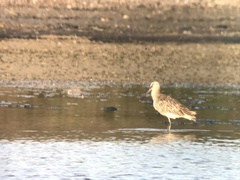 Limnodromus semipalmatus
