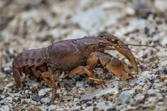 Procambarus gracilis