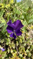 Viola oreades
