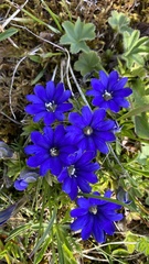 Gentiana dshimilensis