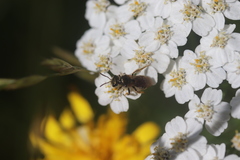Andrena chrysosceles