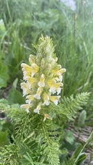 Pedicularis condensata
