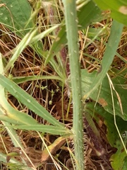 Chondrilla latifolia