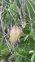 Fritillaria collina