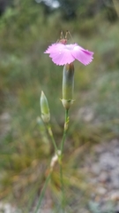 Dianthus caryophyllus