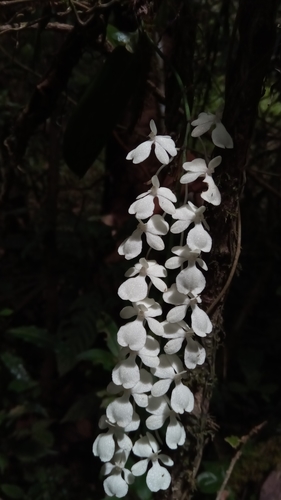 Aerangis citrata