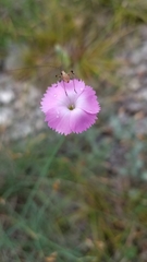 Dianthus caryophyllus