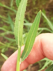 Chondrilla latifolia