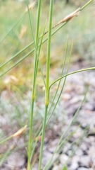 Dianthus caryophyllus