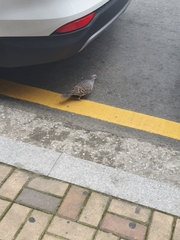 Streptopelia orientalis