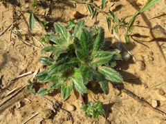 Gossypianthus lanuginosus