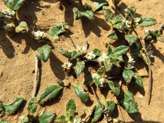 Gossypianthus lanuginosus